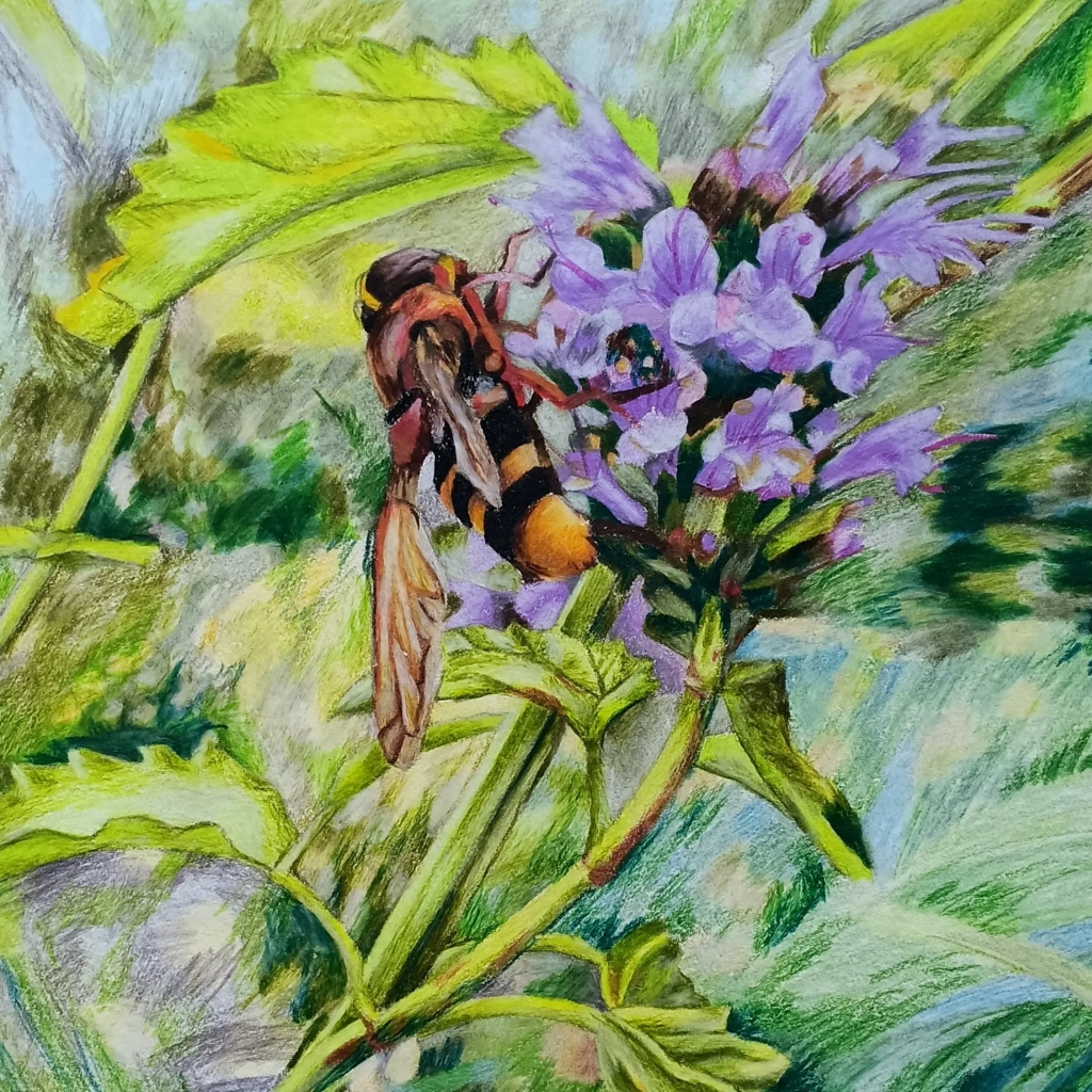 Abeille - crayons de couleur sur papier - 30x30