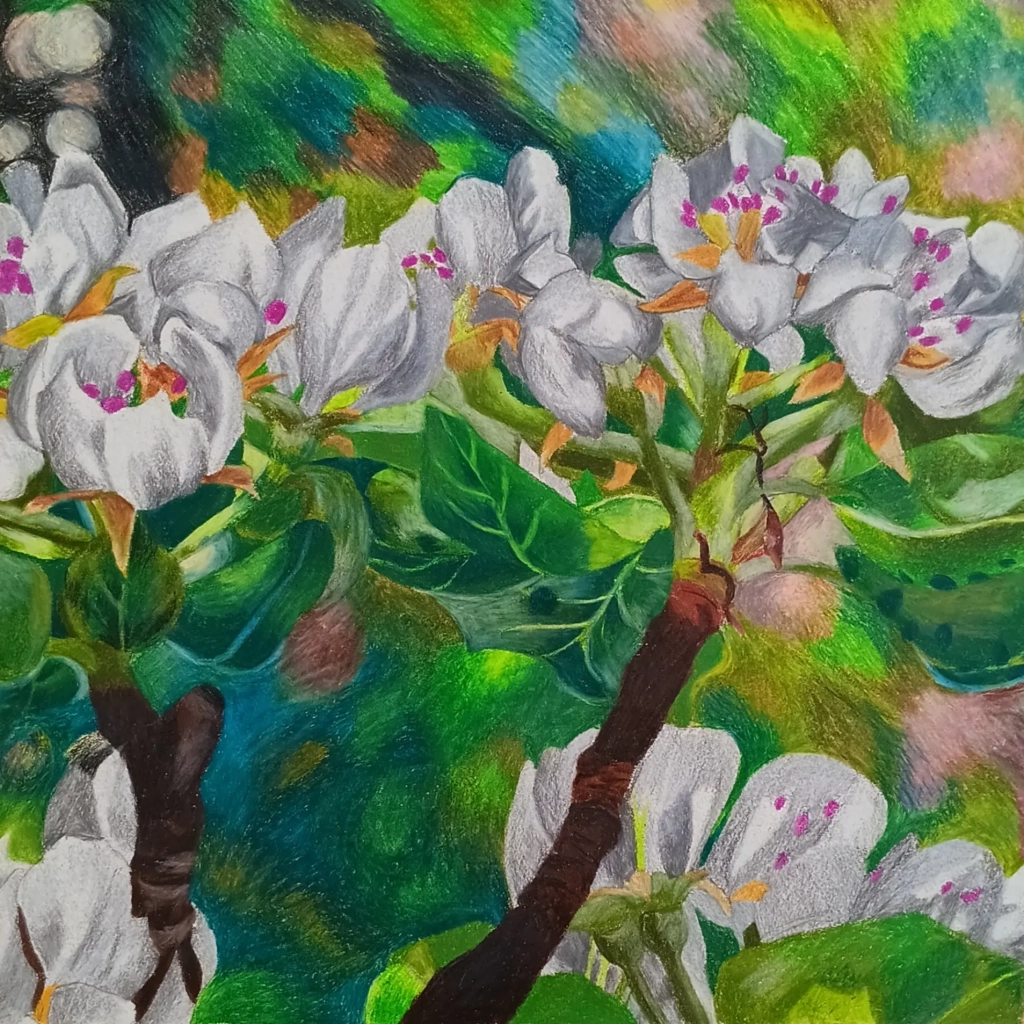 Cerisier en fleur - crayons de couleur sur papier - 30x30