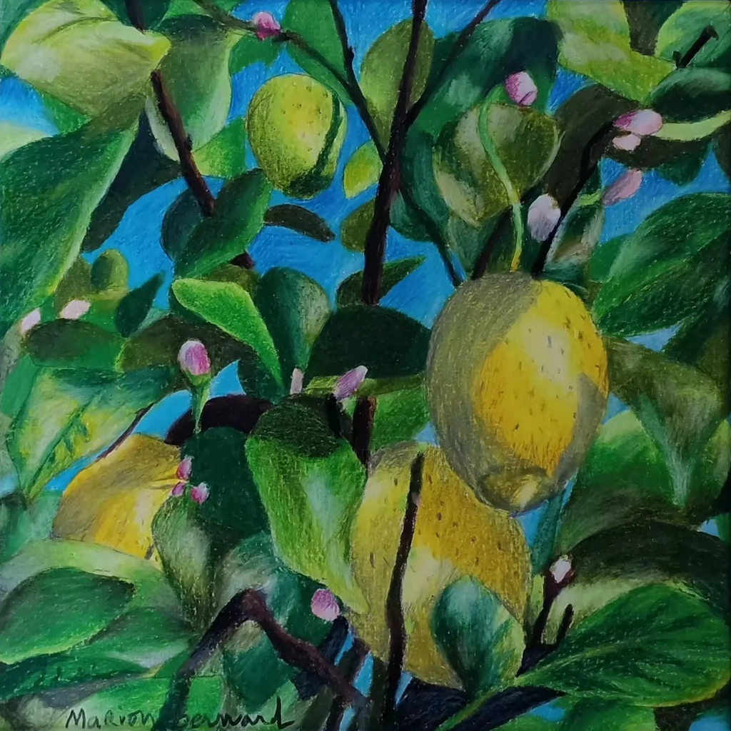 Citrons - Crayons de couleur sur papier - 30x30