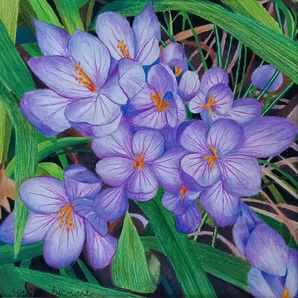 Crocus - Crayons de couleur sur papier - 30x30