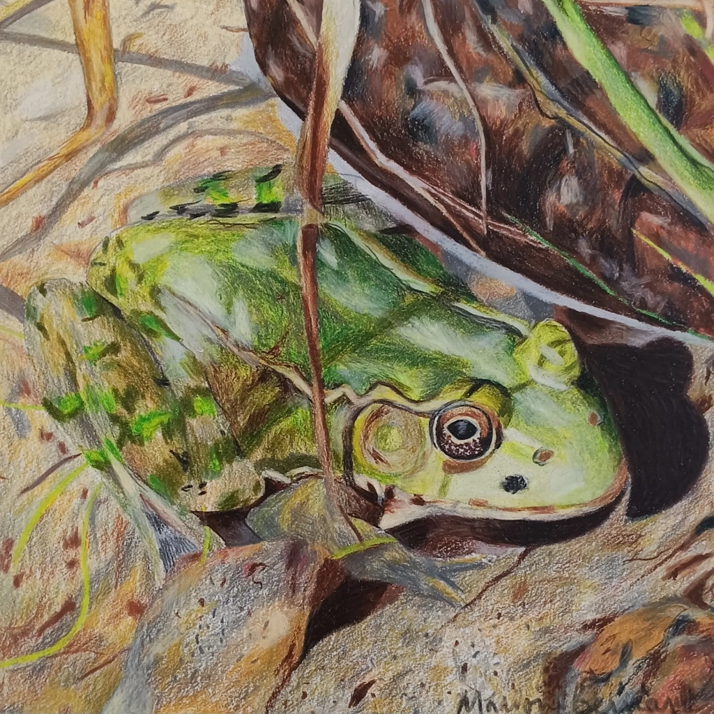 Grenouille - crayons de couleur sur papier - 30x30