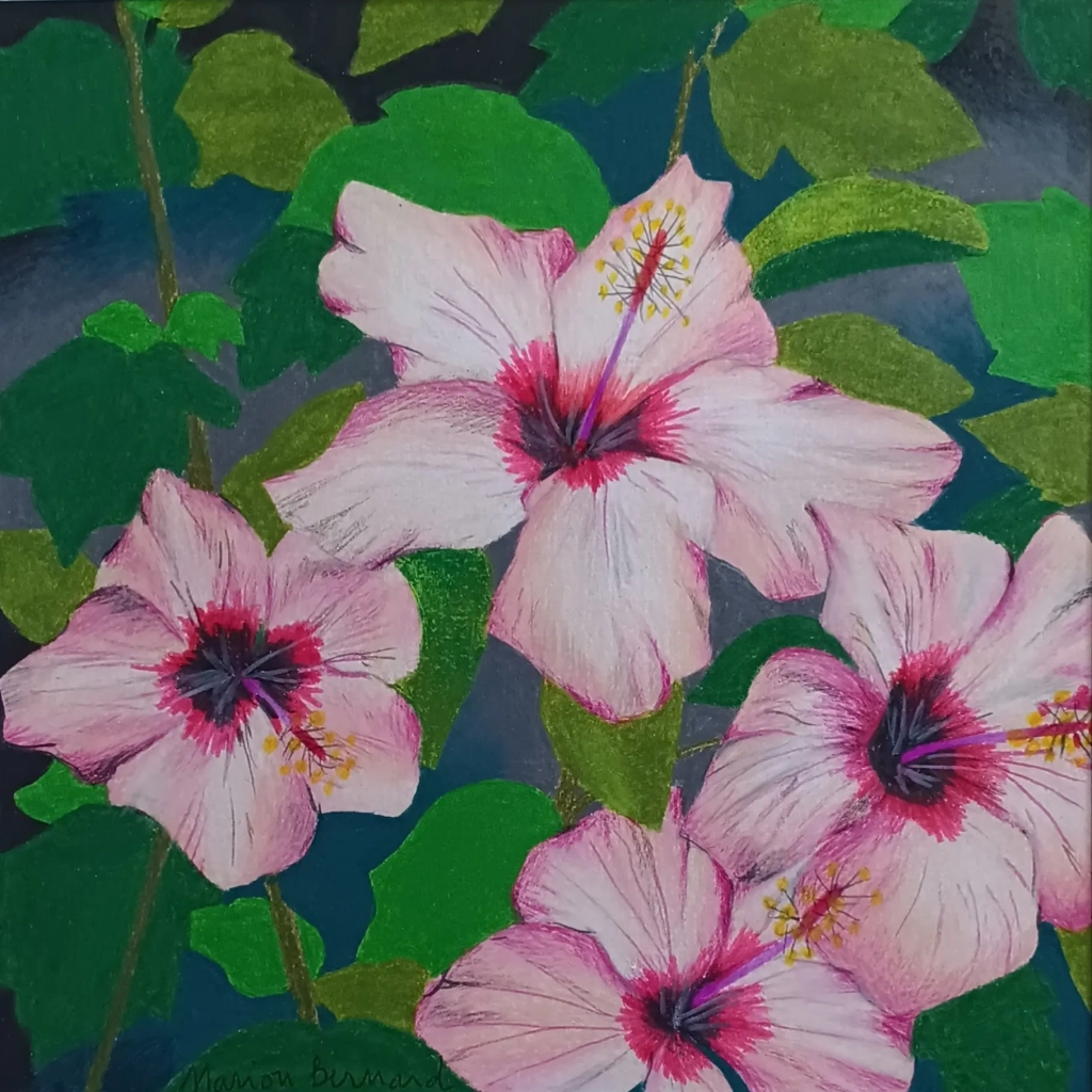 Hibiscus - Crayons de couleur sur papier - 30x30