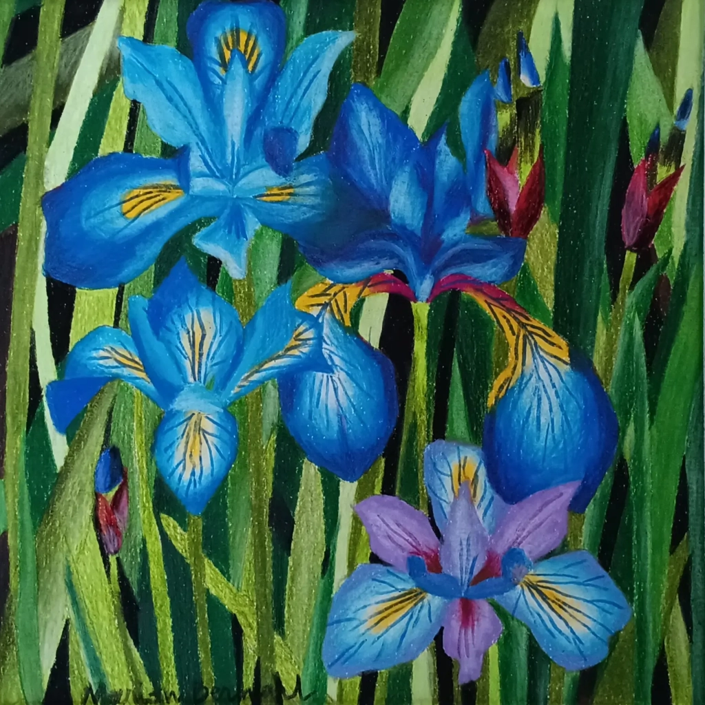 Iris - Crayons de couleur sur papier - 30x30