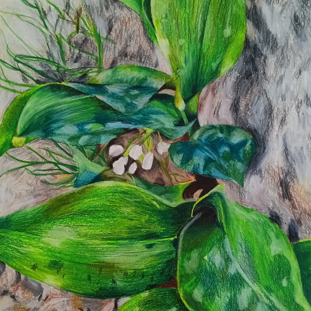 Muguet - crayons de couleur sur papier - 30x30