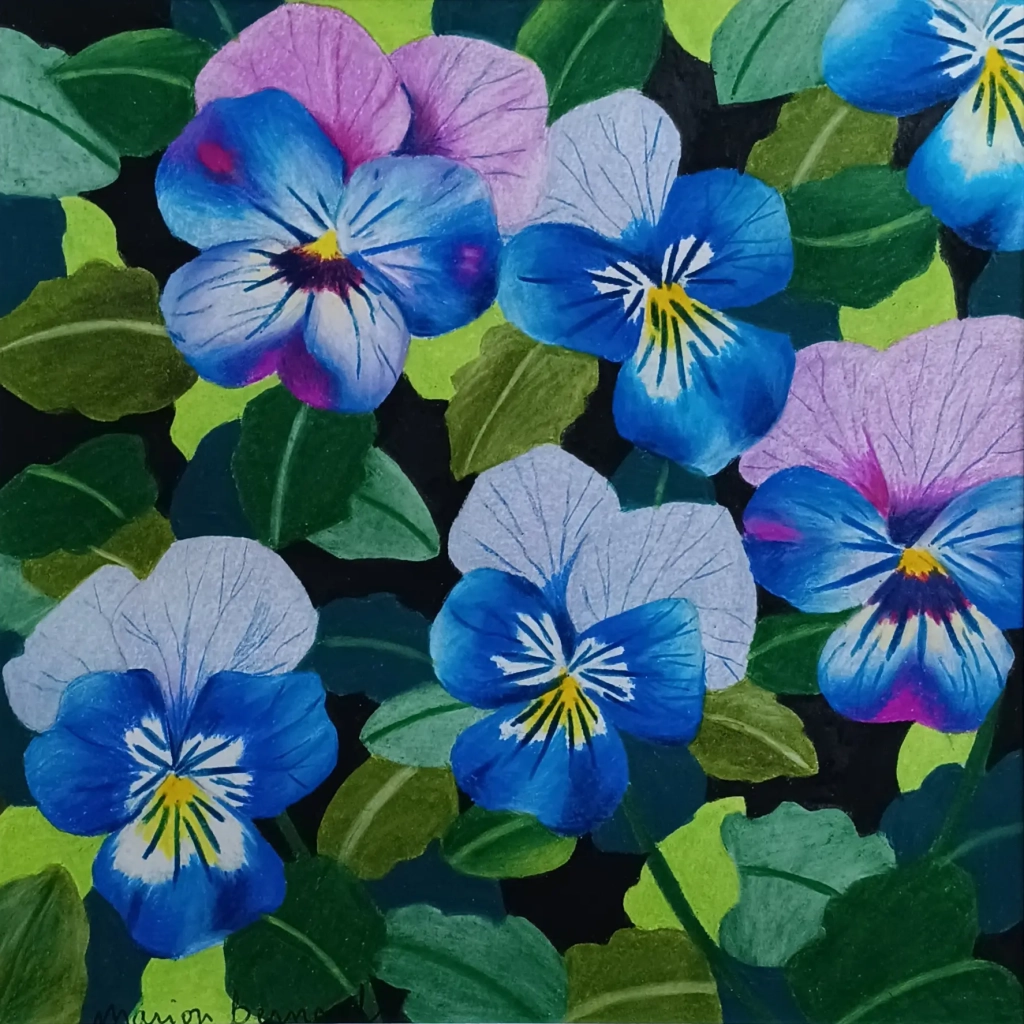 Pensées - Crayons de couleur sur papier - 30x30