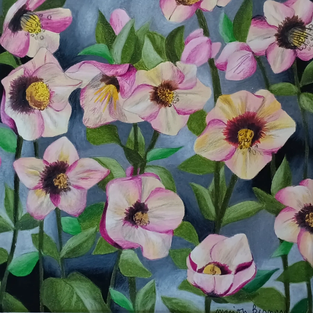 Roses de Noël - Crayons de couleur sur papier - 30x30